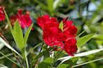Dcim4987/DSC_0795