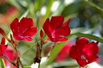 Dcim4987/DSC_0796