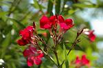 Dcim4987/DSC_0799