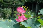 Dcim4987/DSC_0839