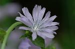 Dcim4989/DSC_1111
