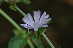 Dcim4989/DSC_1116