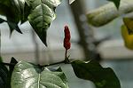 Dcim4990/DSC_1153