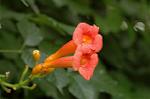 Dcim4998/DSC_2136