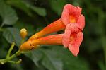 Dcim4998/DSC_2138