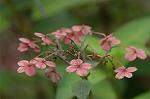 Dcim4998/DSC_2224