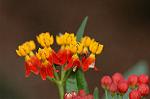 Dcim4999/DSC_2247