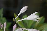Dcim5013/DSC_3918