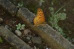 Dcim5014/DSC_4034