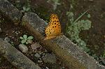 Dcim5014/DSC_4035