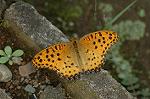 Dcim5014/DSC_4037