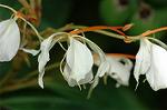 Dcim5016/DSC_4232
