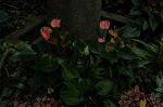 Dcim5018/DSC_2597