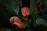 Dcim5018/DSC_2599