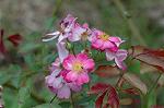 Dcim5022/DSC_4544