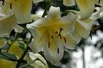 Dcim5022/DSC_4578