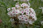 Dcim5023/DSC_4652