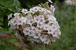 Dcim5023/DSC_4655