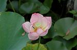 Dcim5023/DSC_4704