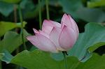 Dcim5023/DSC_4716