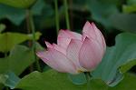 Dcim5023/DSC_4717