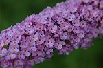 Dcim5024/DSC_4733