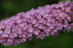 Dcim5024/DSC_4735