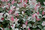 Dcim5024/DSC_4737