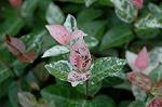 Dcim5024/DSC_4741