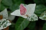 Dcim5024/DSC_4742