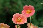 Dcim5024/DSC_4825