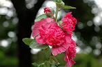 Dcim5025/DSC_4887