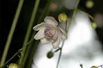 Dcim5026/DSC_5024