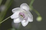 Dcim5026/DSC_5043