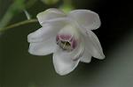 Dcim5026/DSC_5082