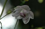 Dcim5026/DSC_5084