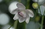 Dcim5026/DSC_5102