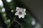 Dcim5026/DSC_5113