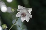 Dcim5026/DSC_5133