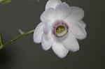 Dcim5027/DSC_5161