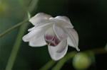 Dcim5027/DSC_5169