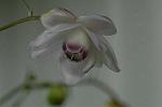 Dcim5027/DSC_5171