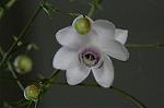 Dcim5027/DSC_5199