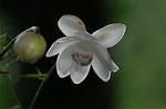 Dcim5027/DSC_5202