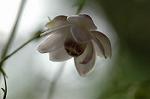 Dcim5027/DSC_5243