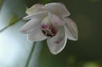 Dcim5027/DSC_5247