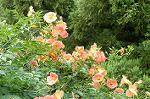 Dcim5029/DSC_3236