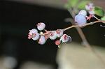 Dcim5031/DSC_5398