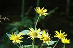 Dcim5031/DSC_5416