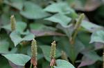 Dcim5032/DSC_5523